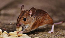 24 Hour & Emergency Exterminators in Thorne, ND